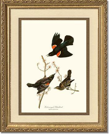 Blackbird, Red-winged - Charting Nature