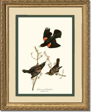 Blackbird, Red-winged - Charting Nature