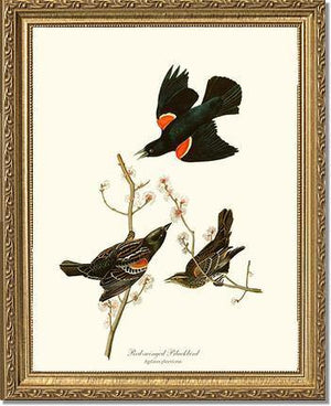 Blackbird, Red-winged - Charting Nature