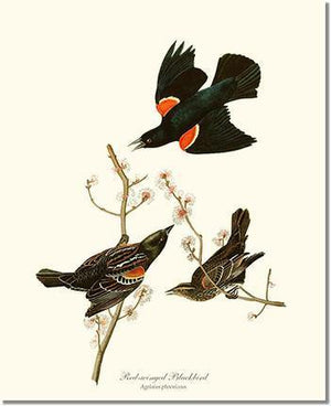 Bird Print: Blackbird, Red-winged