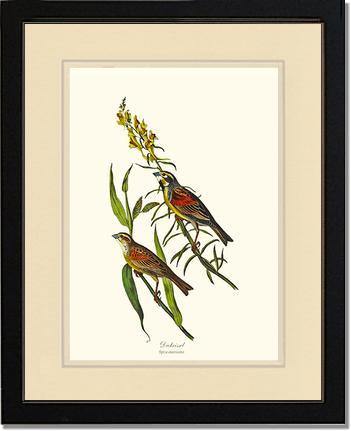Dickcissel - Charting Nature