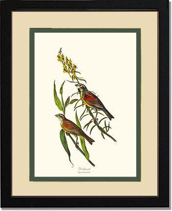 Dickcissel - Charting Nature