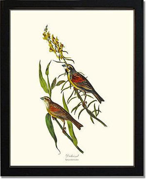 Dickcissel - Charting Nature