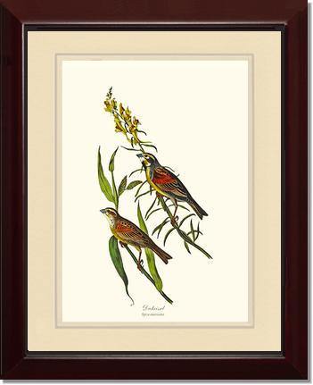Dickcissel - Charting Nature