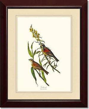 Dickcissel - Charting Nature