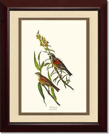 Dickcissel - Charting Nature