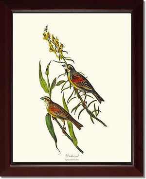 Dickcissel - Charting Nature