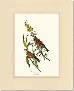 Dickcissel - Charting Nature