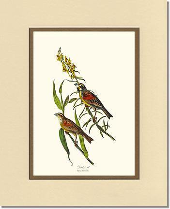 Dickcissel - Charting Nature