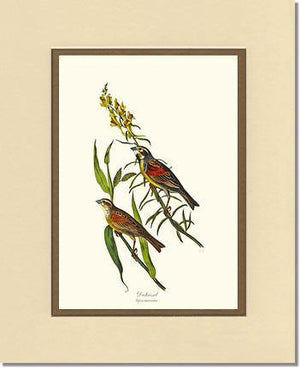 Dickcissel - Charting Nature