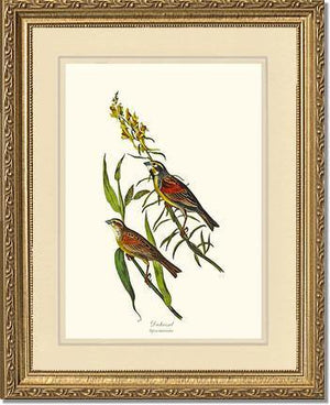 Dickcissel - Charting Nature