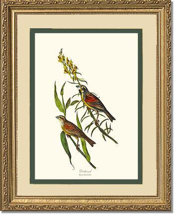 Dickcissel - Charting Nature