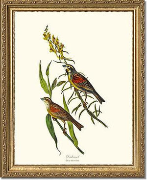 Dickcissel - Charting Nature