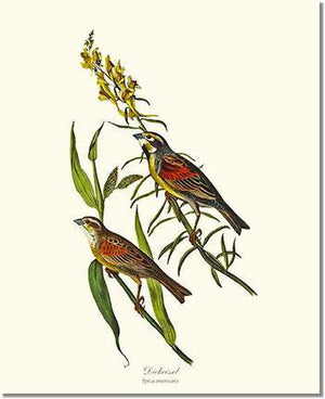 Bird Print: Dickcissel