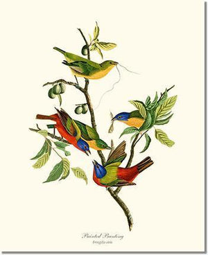 Bird Print: Bunting, Painted