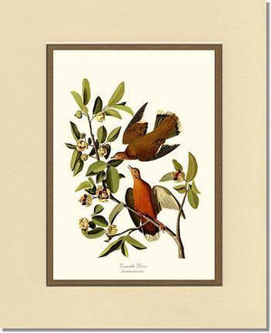 Dove, Zenaida - Charting Nature