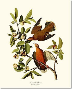 Bird Print: Dove, Zenaida