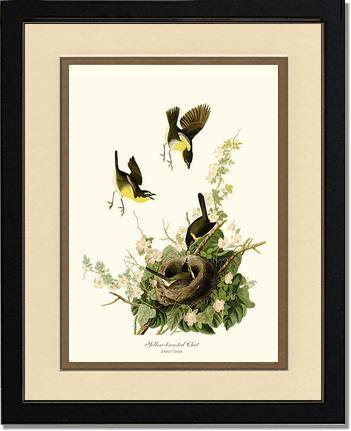 Chat, Yellow-breasted - Charting Nature