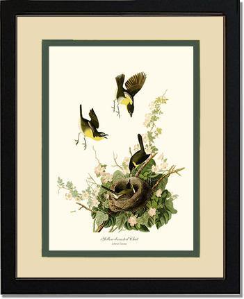 Chat, Yellow-breasted - Charting Nature