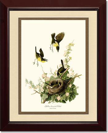 Chat, Yellow-breasted - Charting Nature