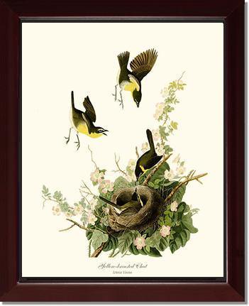 Chat, Yellow-breasted - Charting Nature