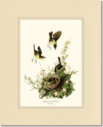 Chat, Yellow-breasted - Charting Nature