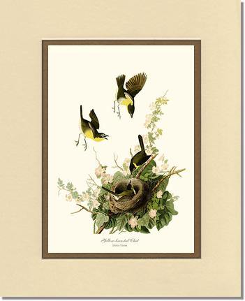 Chat, Yellow-breasted - Charting Nature