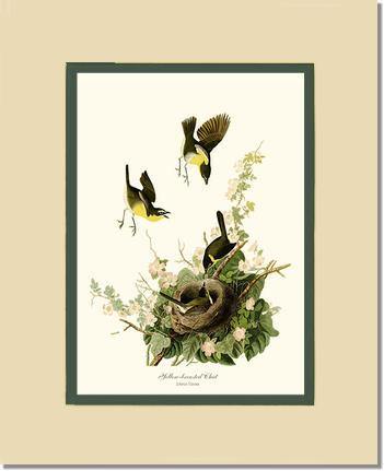 Chat, Yellow-breasted - Charting Nature