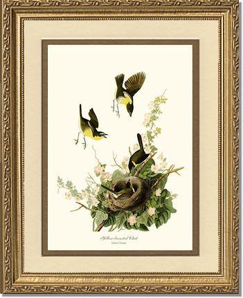 Chat, Yellow-breasted - Charting Nature