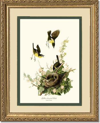 Chat, Yellow-breasted - Charting Nature