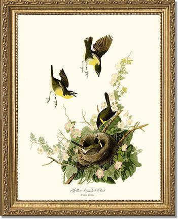 Chat, Yellow-breasted - Charting Nature