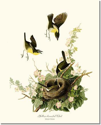 Bird Print: Chat, Yellow-breasted