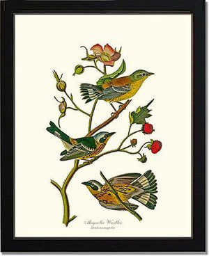 Warbler, Magnolia - Charting Nature