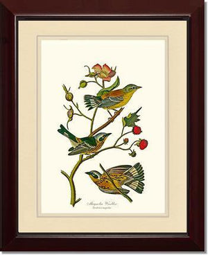 Warbler, Magnolia - Charting Nature