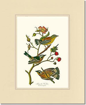 Warbler, Magnolia - Charting Nature