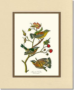 Warbler, Magnolia - Charting Nature