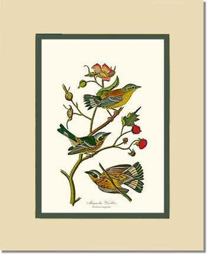 Warbler, Magnolia - Charting Nature