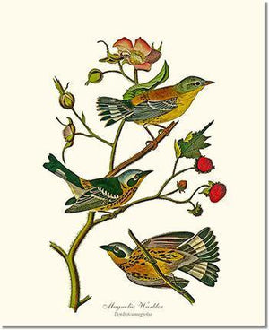 Bird Print: Warbler, Magnolia