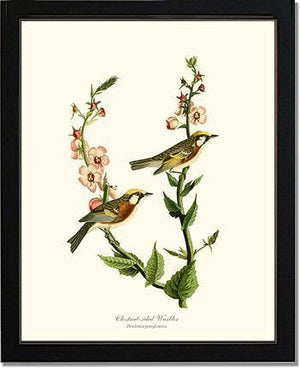 Warbler, Chestnut-sided - Charting Nature