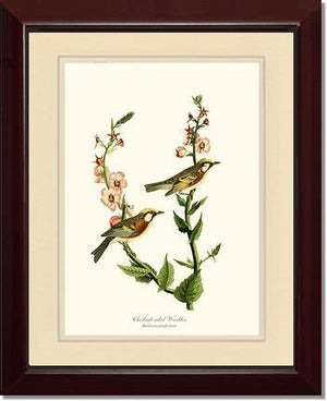 Warbler, Chestnut-sided - Charting Nature