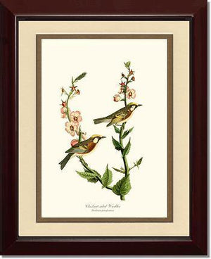 Warbler, Chestnut-sided - Charting Nature