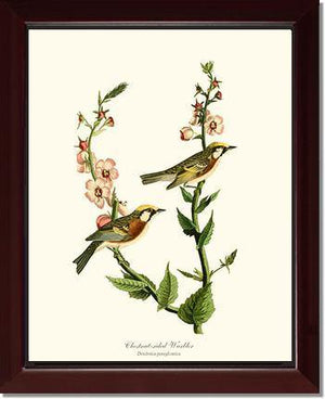 Warbler, Chestnut-sided - Charting Nature