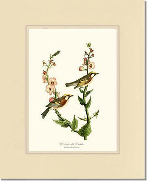Warbler, Chestnut-sided - Charting Nature