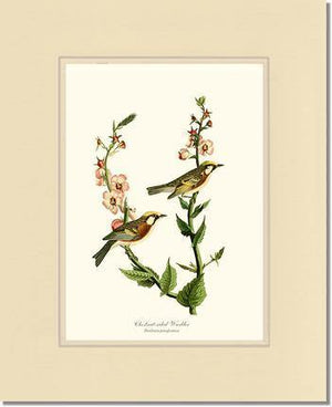 Warbler, Chestnut-sided - Charting Nature