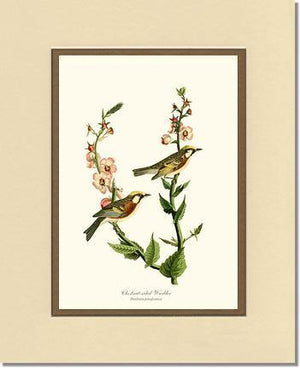 Warbler, Chestnut-sided - Charting Nature