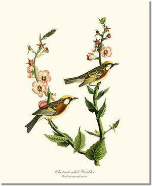 Warbler, Chestnut-sided - Charting Nature