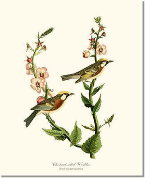 Bird Print: Warbler, Chestnut-sided