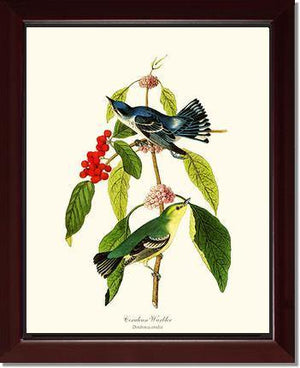Warbler, Cerulean - Charting Nature