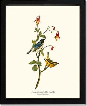 Warbler, Black-throated Blue - Charting Nature