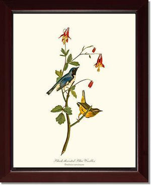 Warbler, Black-throated Blue - Charting Nature